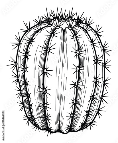 Detailed line drawing of a thorny round cactus with many sharp spines perfect for desert themed graphic projects botanical educational materials and natural plant designs