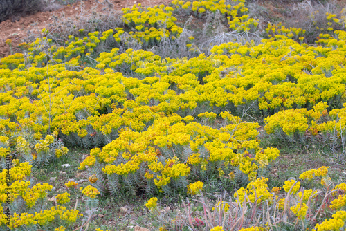Massive Wild Euphorbia rigi...