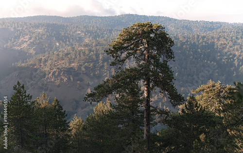 Troodos mountains forest landscape with pine trees. Cyprus