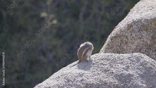 a high frame rate clip of a chipmunk sitting on a rock and grooming its fur at joshua tree national park in california, usa