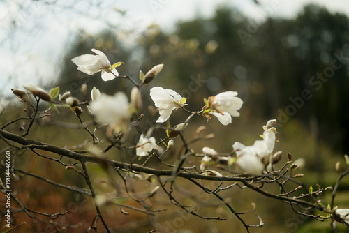 Blossoming white young Magnolia Loebner or Magnolia naked in early spring