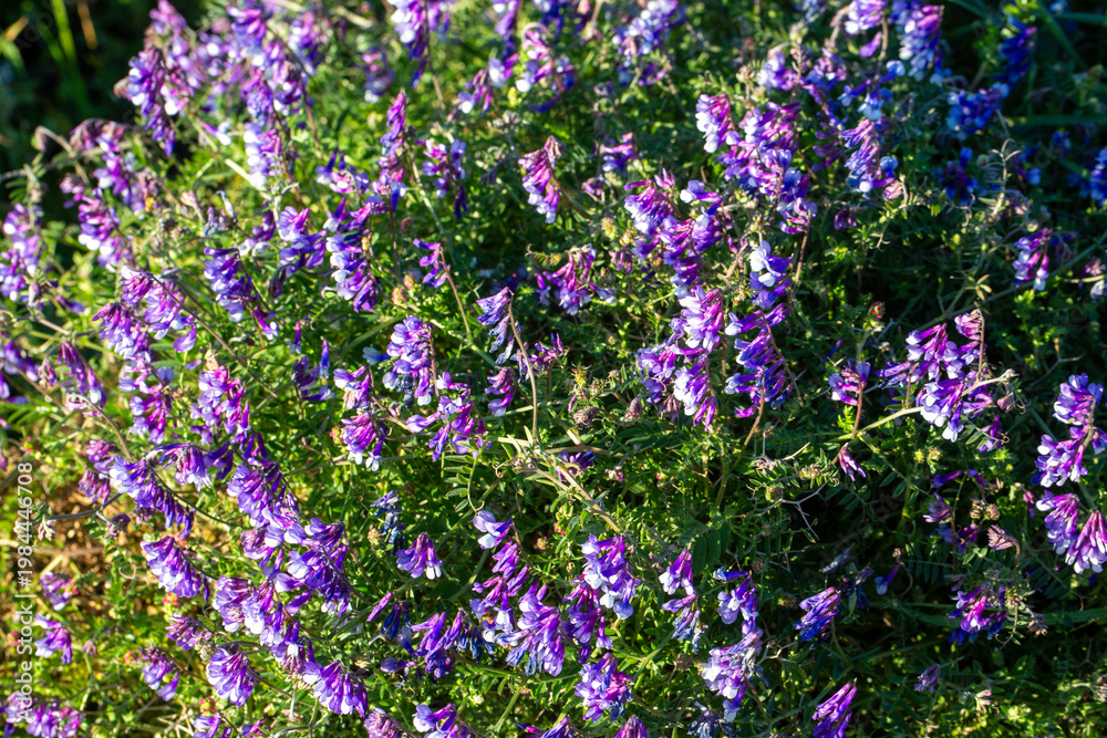 Obraz premium Massive Field of Blooming Purple Hairy Vetch (Vicia villosa) Wildflowers