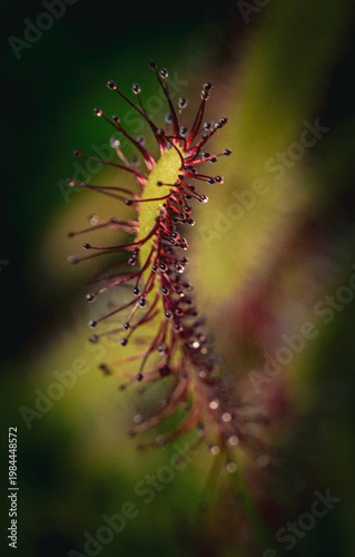 Vertical macro view of sundew leaf with glistening mucilage. Detailed shot of carnivorous plant Drosera with dew-like drops on red glandular hairs in botanical garden.