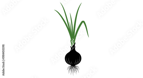 Onion Bulb with Green Sprouts Growing.