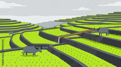 Rice Terraces with Water Buffalo