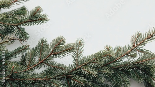 Fresh green pine branches spread across the bottom with dense needles, light brown stems, clean gray background, natural