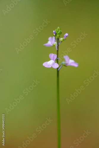 Blue Toadflax (Nuttallanthus canadensis) wildflower blooming against a green background