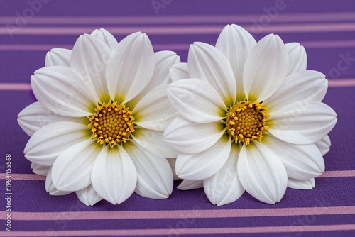 Two white flowers sitting on top of a purple cloth