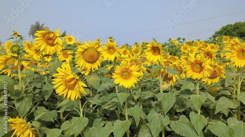 Vibrant Golden Sunflowers Blooming Outdoors 4k Video