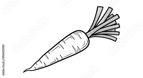 Detailed black and white engraving of a fresh carrot with its leafy green top still attached for a healthy food motif.