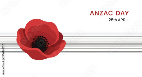 Anzac Day 25th April commemorative banner, red poppy flower on white background, memorial day remembrance vector with horizontal lines