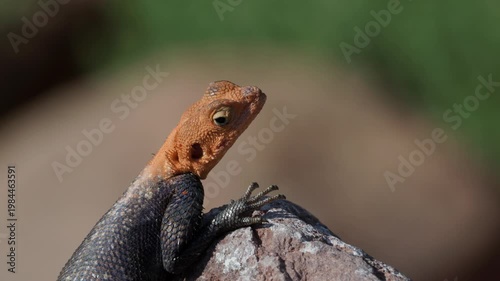 a close up head shot of a male namib rock agama lizard on a rock at twyfelfontein in namibia