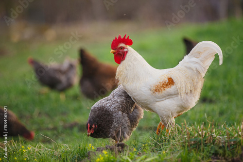 Bilde på lerret White rooster standing among chickens on green field