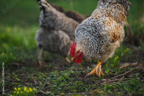 Rooster pecking ground while foraging free range