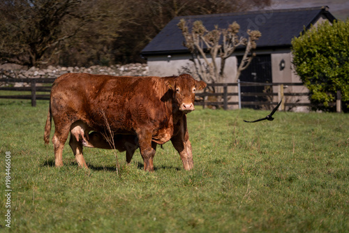 Brown Cow in Irish Farm Close View Rural Agriculture Scene