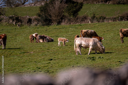 Mixed Cattle Herd in Irish Countryside Pasture Farming Landscape