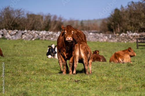 Brown Cow Portrait in Irish Countryside Farm Animal Close Up