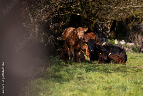Cows Grazing in Green Field Ireland Rural Farm Landscape