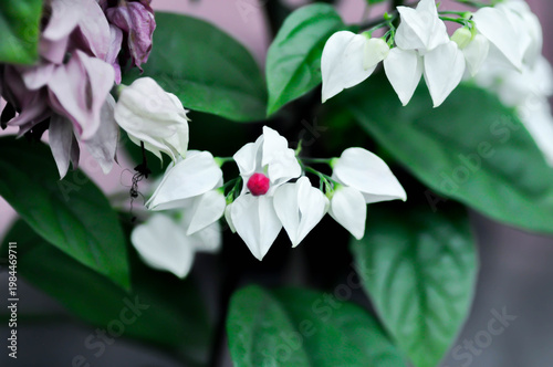 Bleeding heart vine or Clerodendrum thomsoniae Balf or Bag flower or LAMIACEAE or white flower