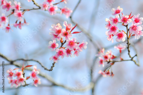 Wild Himalayan Cherry or Wild Himalayan tree or Sour cherry and sky