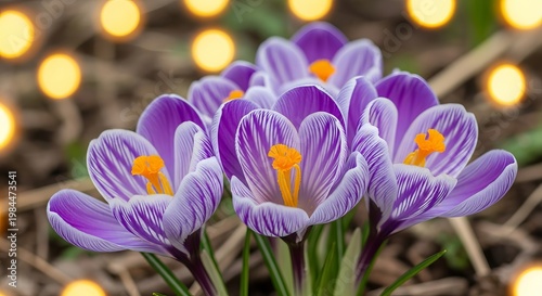 Vibrant Crocus Flowers in Full Bloom with Bokeh Background.