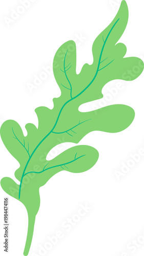 Arugula Leaf Herb Botanical