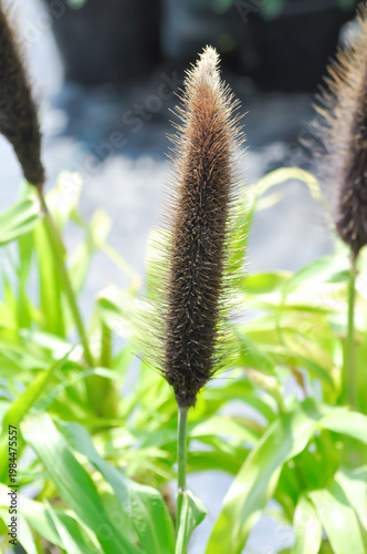 Majesty Millet, millet grass or pearl millet or  Pennisetum glauca Purple Baron or  Pennisetum glaucum