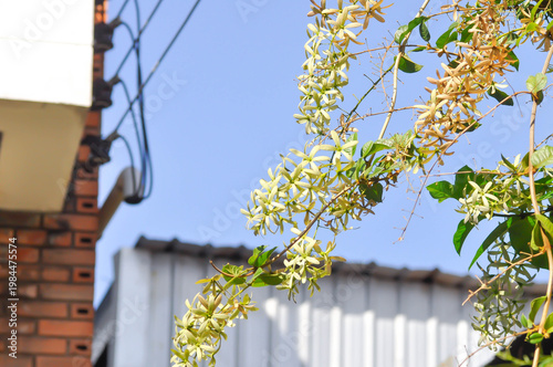Purple wreath, Queen wreath or Sandpaper vine or Petrea volubilis L or VERBENACEAE