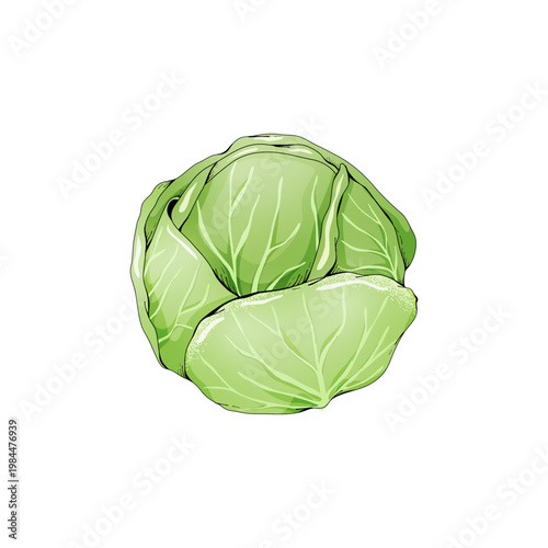 cabbage isolated on white background