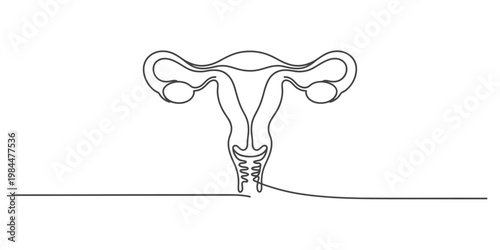 Continuous line drawing of the female reproductive system including the uterus and ovaries.
