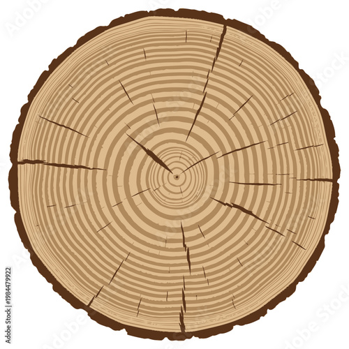 Cross-section of a tree trunk with visible growth rings.