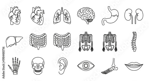 Human Internal Organs and Skeletal System Line Art Icon Set for Medical and Science Education