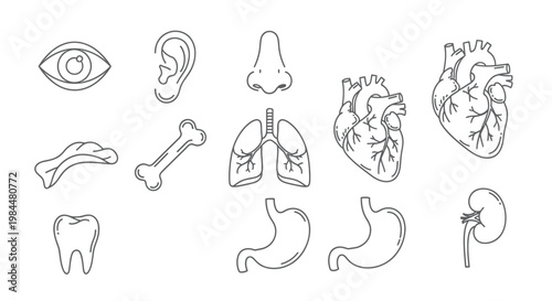 Human Internal Organs and Sensory Organs Line Icon Set Including Heart, Lungs, Stomach, Kidney, Eye, Ear, and Bone