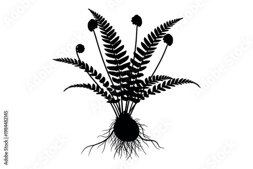 Black and white illustration of a horsetail plant with roots and spores