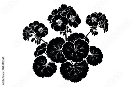 A black and white illustration of a flowering plant with large round leaves and small blooms on thin stems against a plain background