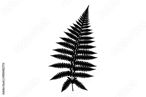 A black and white illustration of a single fern leaf with intricate details and a delicate appearance on a plain white background
