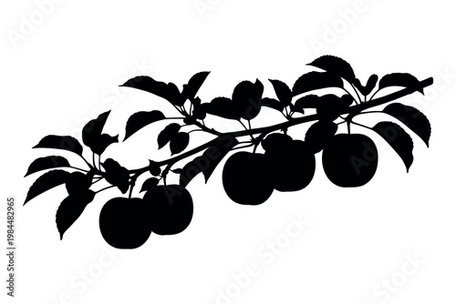 Silhouette of a fruit bearing tree branch with multiple fruits and leaves on a white background