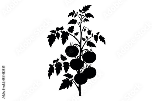 Black and white illustration of a tomato plant with leaves and fruit