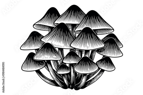 A cluster of mushrooms growing together in a dense group showcasing their unique shapes and textures in a detailed black and white illustration
