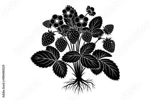 Blackberry plant with fruits and leaves in detailed illustration