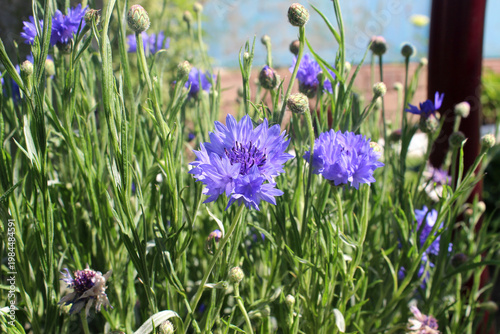 Blue cornflower flowers in the sun (lat. Centaurea cyanus)