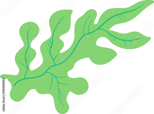 Arugula Leaf With Veins Cartoon