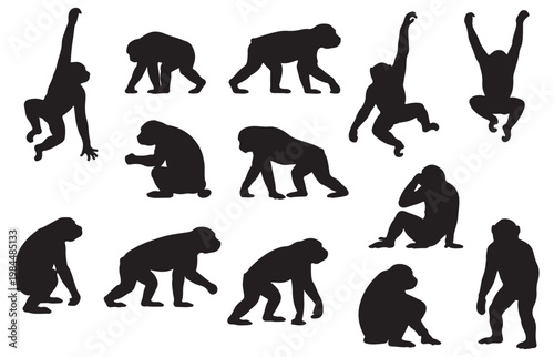 Chimpanzee silhouette collection, 12 monkey vector elements. Black ape silhouettes in various poses, primate wildlife icons for nature design.