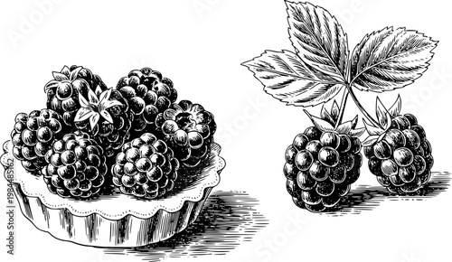Vintage black and white of ripe blackberries in a tart and a stem with leaves blackberry