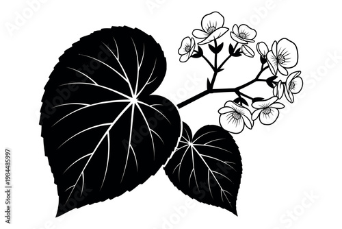 Black and white illustration of a colocasia plant with large leaves and a flowering stem