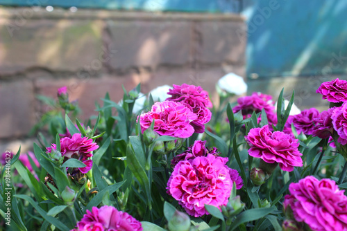 Flowering garden carnations in spring