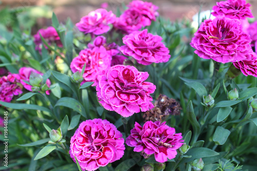 Pink flowers of garden carnation