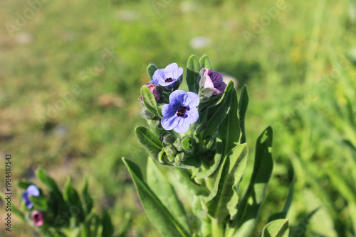 Black root (Cynoglossum officinale) flowering, dog's tongue