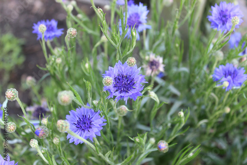 Blooming blue cornflower (lat. Centaurea cyanus)