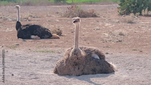 Ostrich nesting and resting in a sunny field during the day